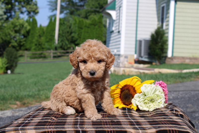 puppy, for, sale, Mini Goldendoodle F1, Matthew B. Stoltzfus, dog, breeder, Gap, PA, dog-breeder, puppy-for-sale, forsale, nearby, find, puppyfind, locator, puppylocator, aca